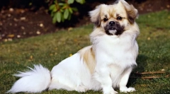 Tibetan spaniel
